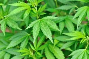 Drug Offence Lawyers